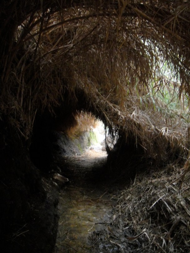 ein gedi nature reserve