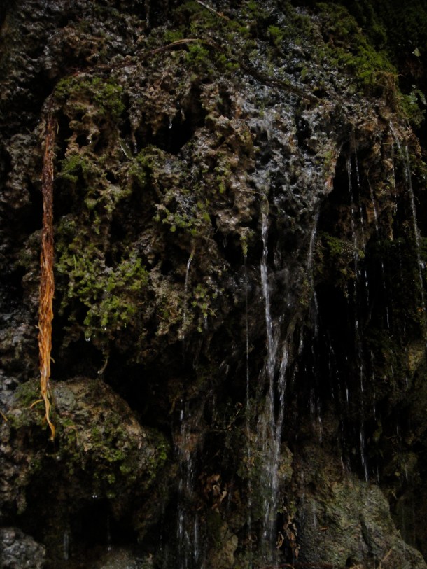ein gedi nature reserve