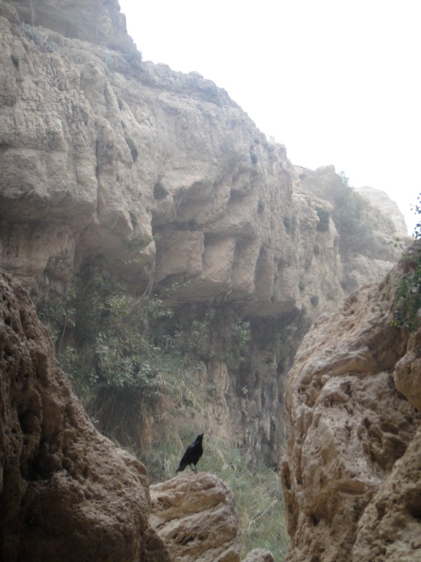 ein gedi nature reserve