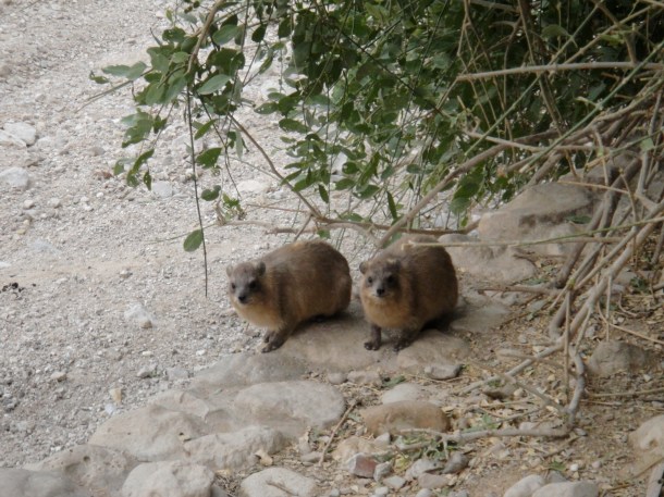 ein gedi nature reserve