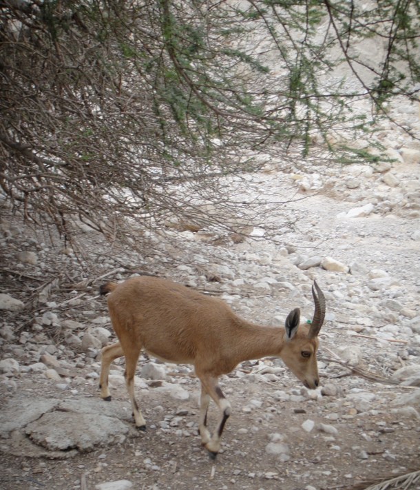 ein gedi nature reserve