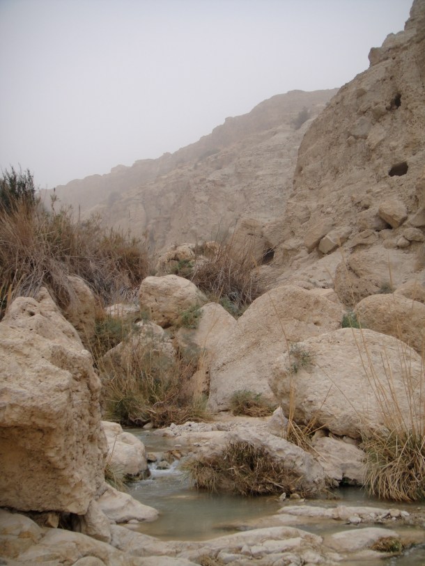 ein gedi nature reserve