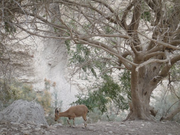 ibex ein gedi