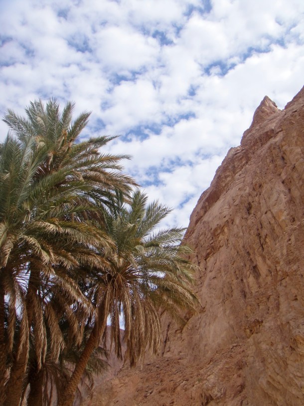 oasis sinai desert