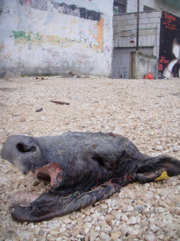 palestine-qaddura-camp palestine qaddura camp