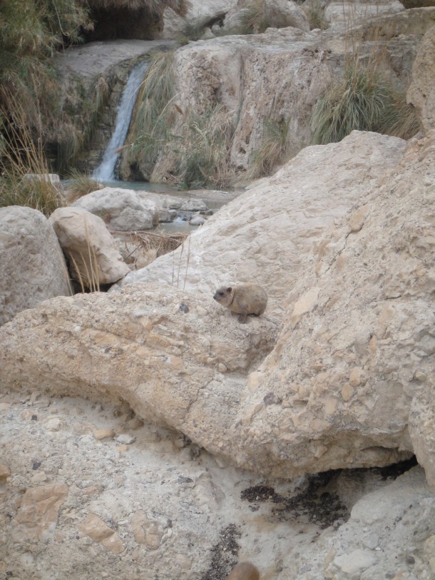 rock hyrax ein gedi nature reserve
