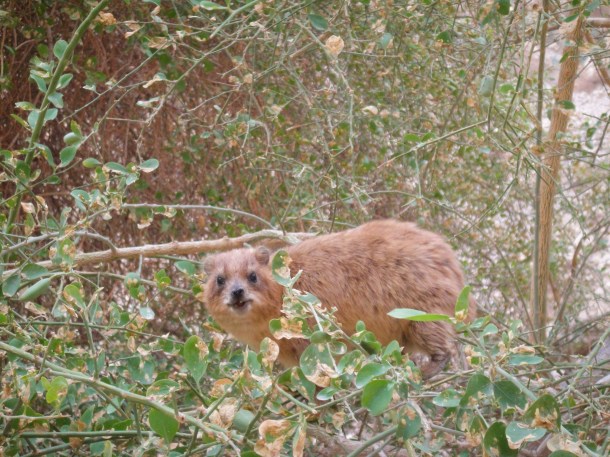 rock hyrax ein gedi
