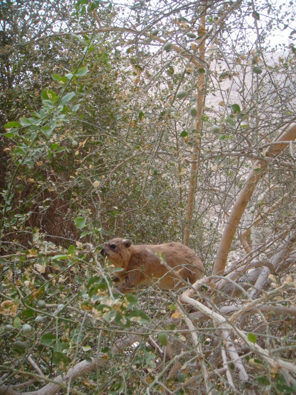 rock hyrax ein gedi