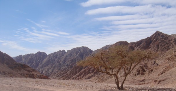 sinai desert acacia tree
