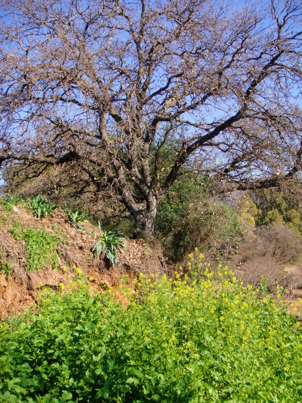 tel dan nature reserve