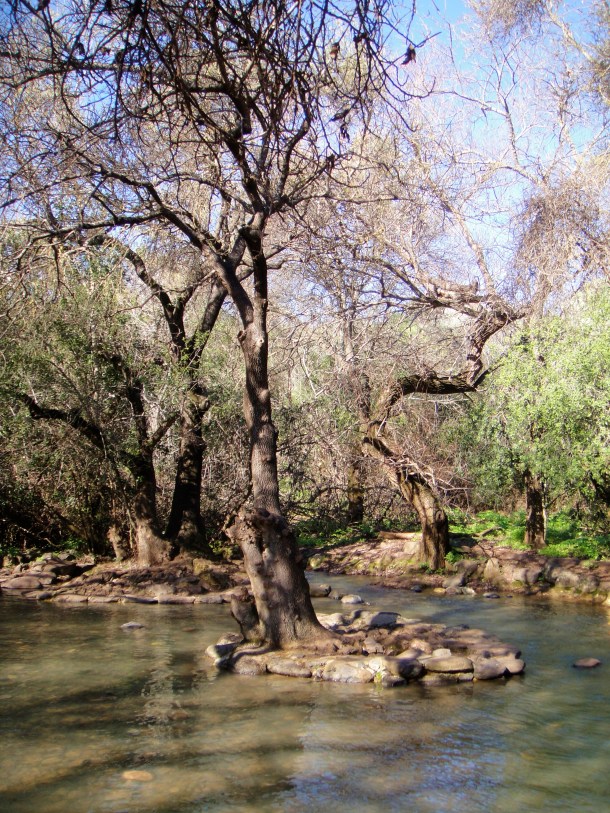 tel dan nature reserve