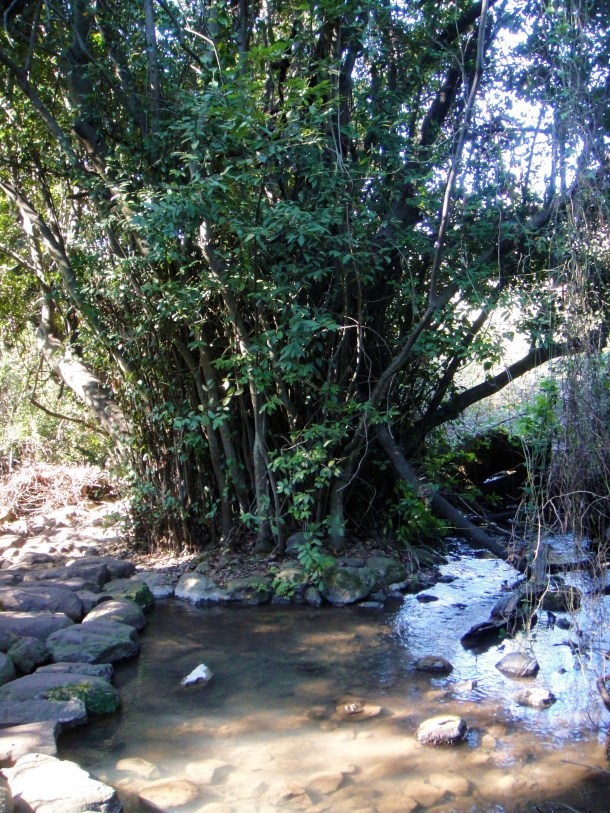 tel dan nature reserve