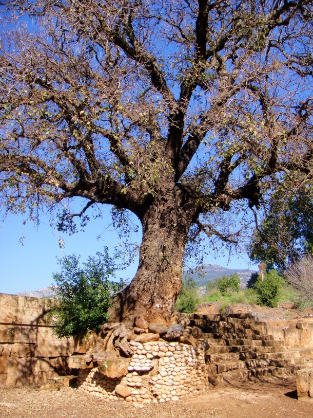 tel dan nature reserve