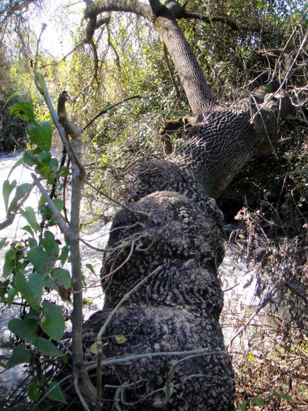 tel dan nature reserve