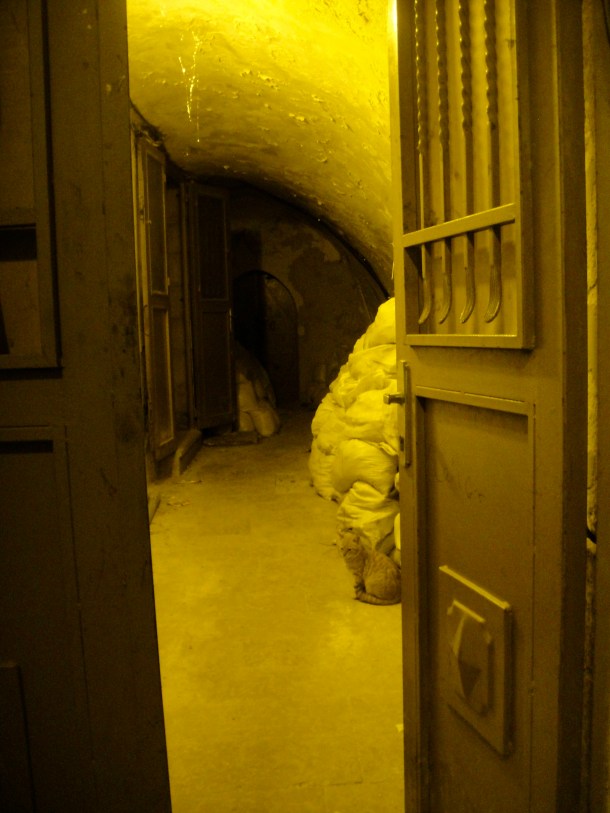 cat jerusalem old city