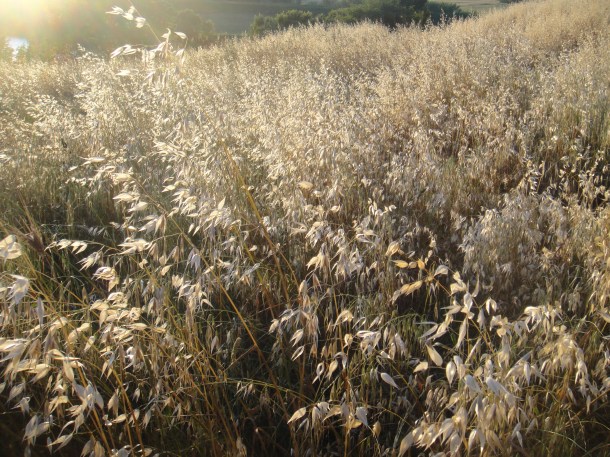grasses in the sun dragona