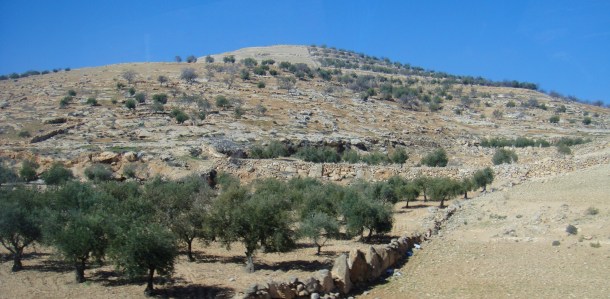 land of olives palestine