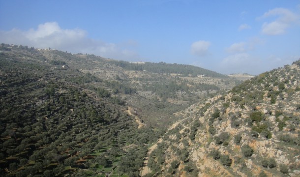olive groves palestine