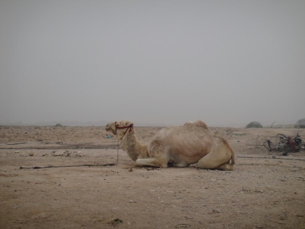 palestine camel