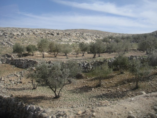 palestine olive groves
