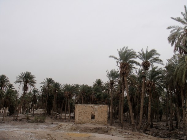 palestine palm grove