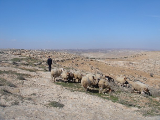 palestine shepherd