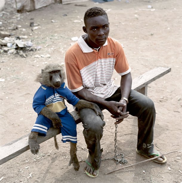pieter hugo baboon