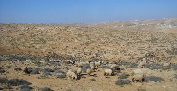 sheep palestine shepherd
