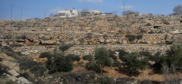 terraces palestine