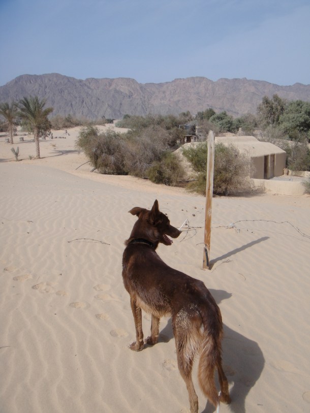 dog nuweiba