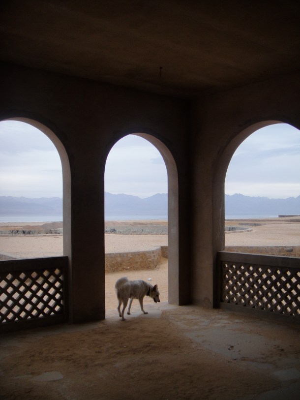 dog in abandoned hotel sinai