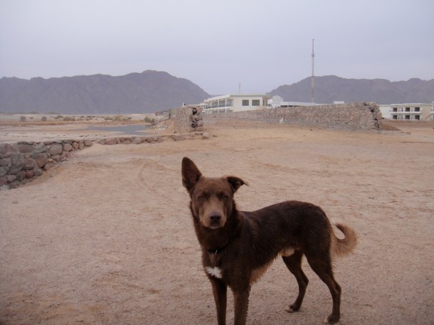 sinai dog