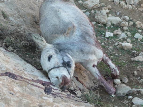 donkey killed by settlers