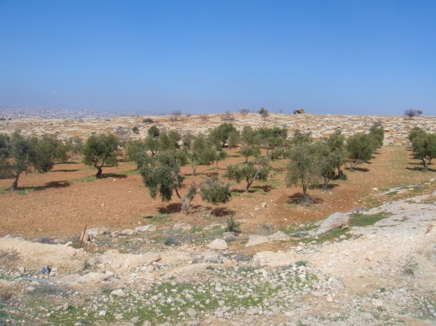 west bank olive orchard susiya