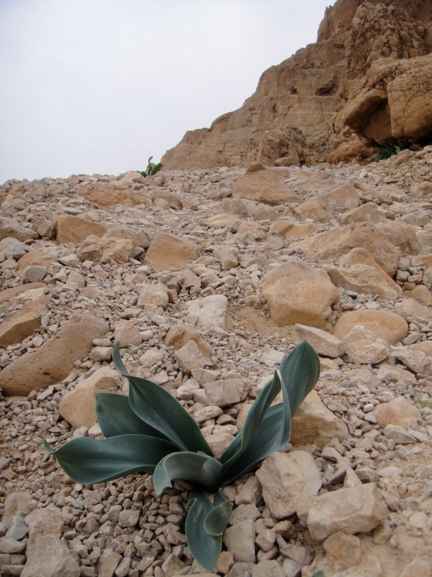 dead sea plants