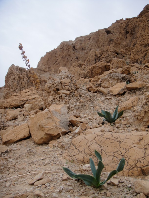 dead sea plants