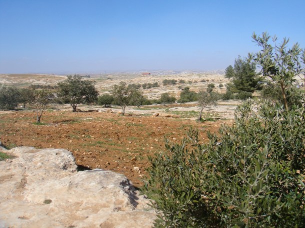 susiya-olive-orchard