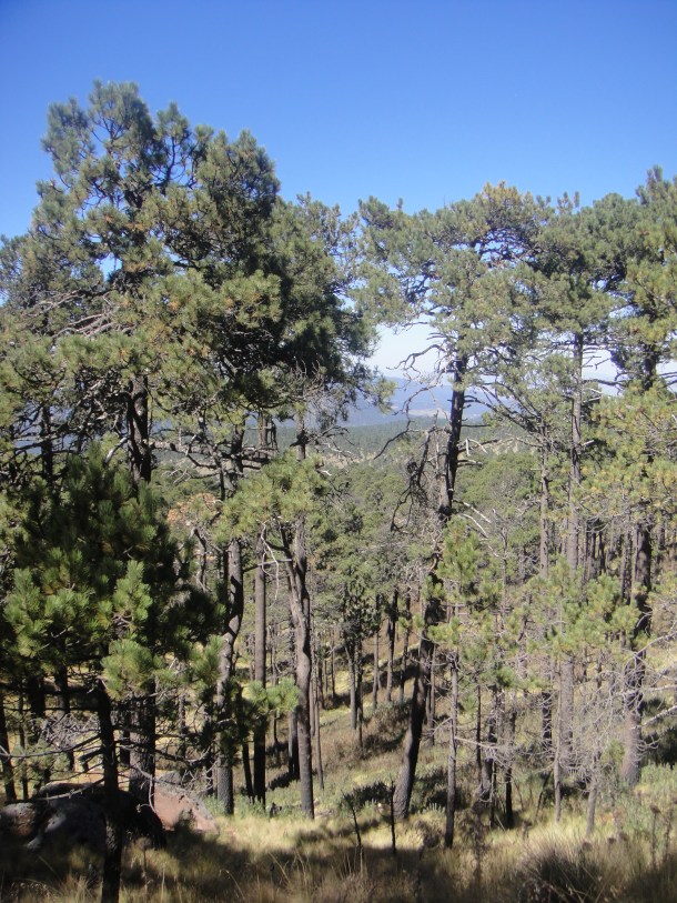 nevado-de-toluca-forest 