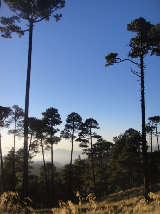 nevado-de-toluca-forest