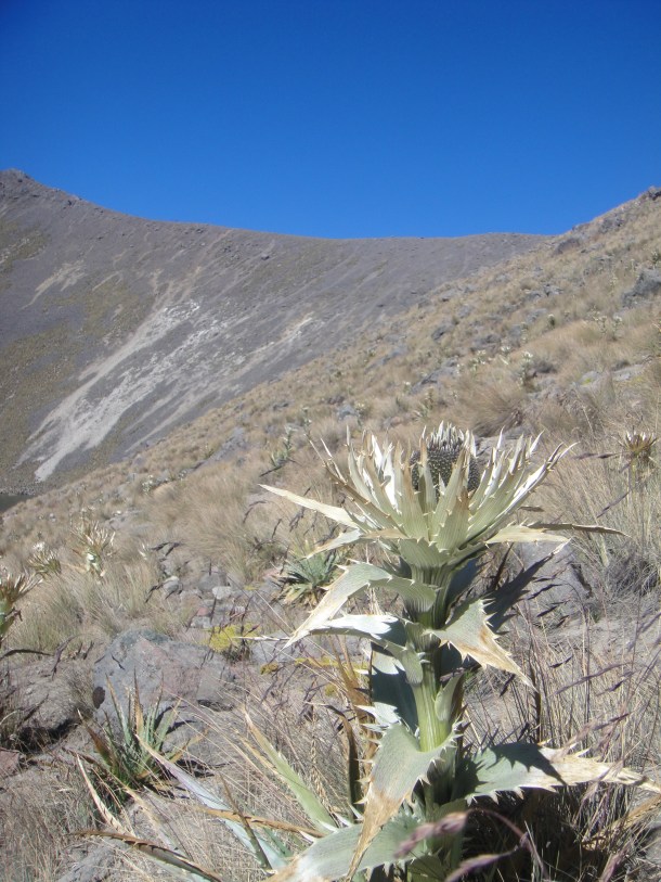 nevado-de-toluca-thistle