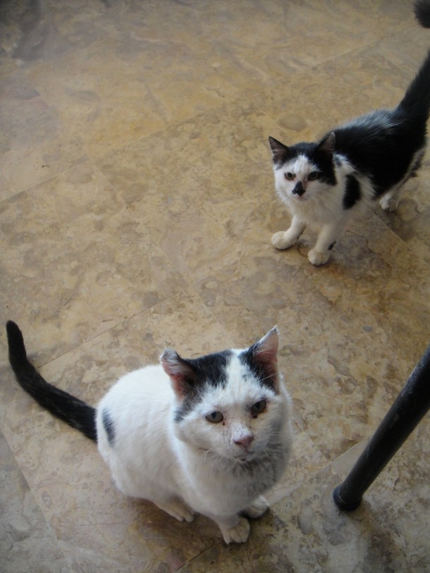 sinai cats