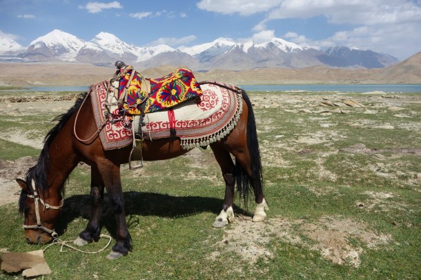 Kyrgyz-horse