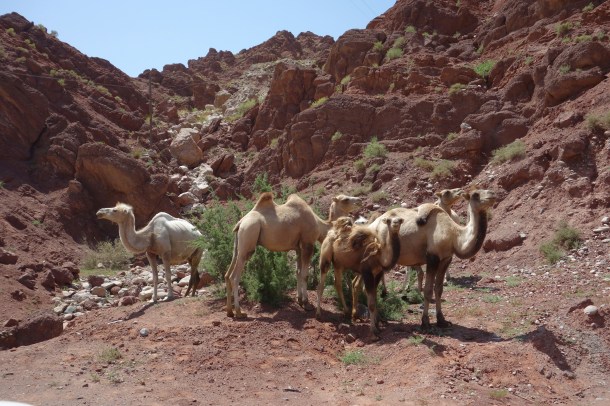 bactrian-camels-xinjiang