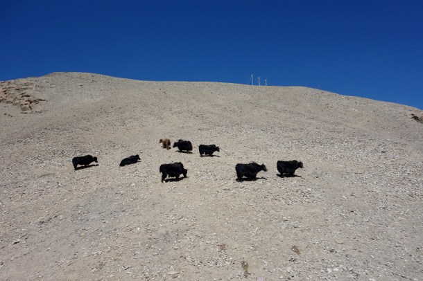 Karakoram-Highway-yaks