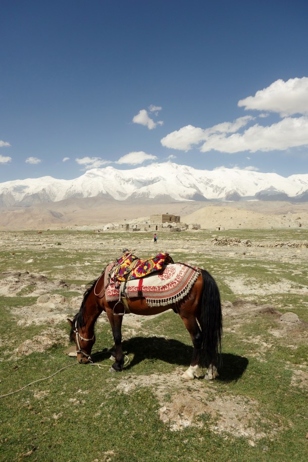 Kyrgyz-horse