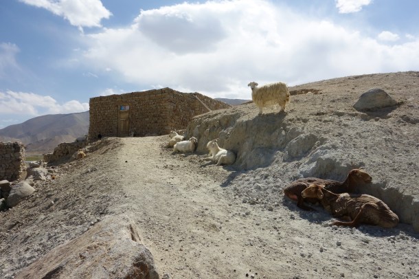 Kyrgyz-nomads-herd-animals