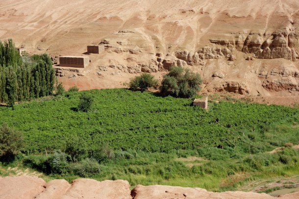 grape-growing-turpan