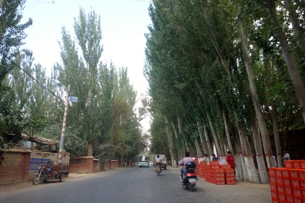 grape-production-turpan