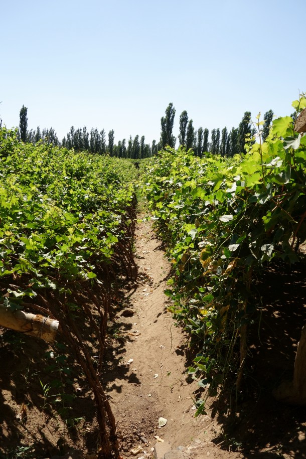 grape-rows-turpan