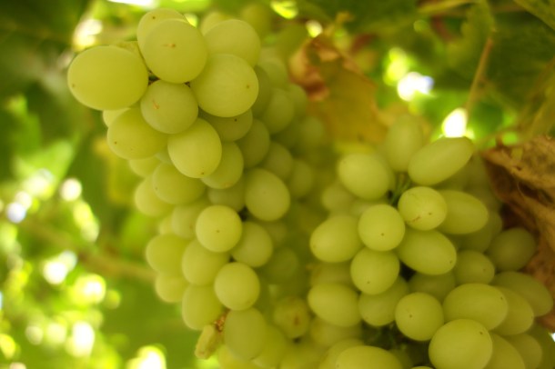 grapes